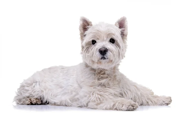 Studio Girato Adorabile West Highland White Terrier Sdraiato Sfondo Bianco — Foto Stock