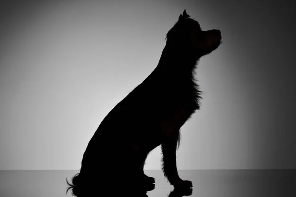 Silhouette Eines Entzückenden Yorkshire Terriers Isoliert Auf Grauem Hintergrund — Stockfoto