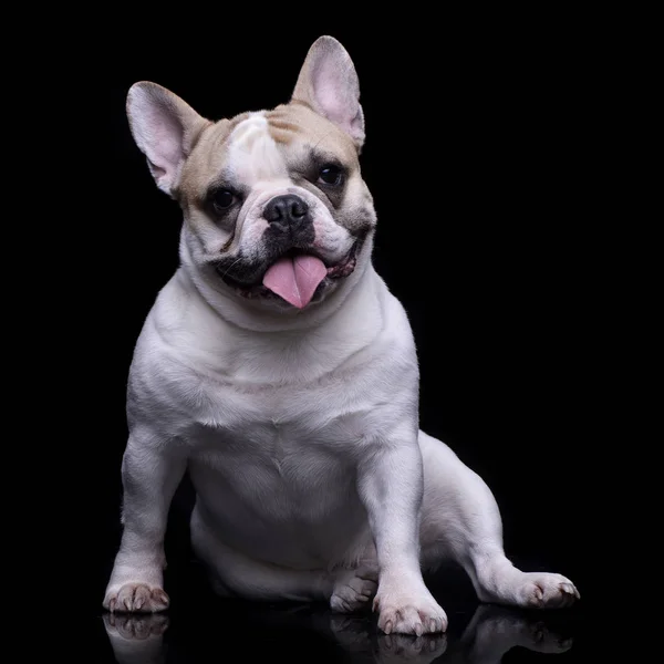 Estudio Adorable Bulldog Francés Sentado Sobre Fondo Negro — Foto de Stock