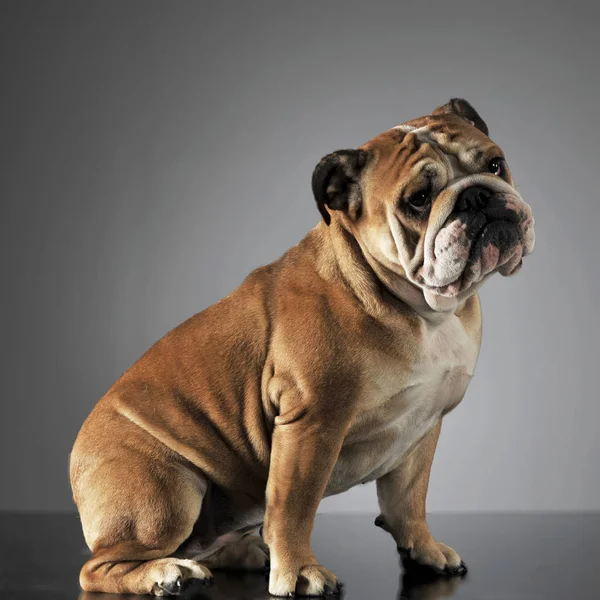 Bulldog Seduto Uno Studio Fotografico Grigio — Foto Stock