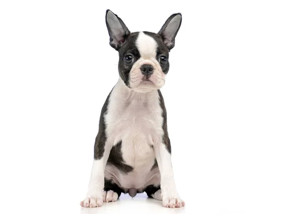 Valp Bostonterrier Vit Fotostudio — Stockfoto