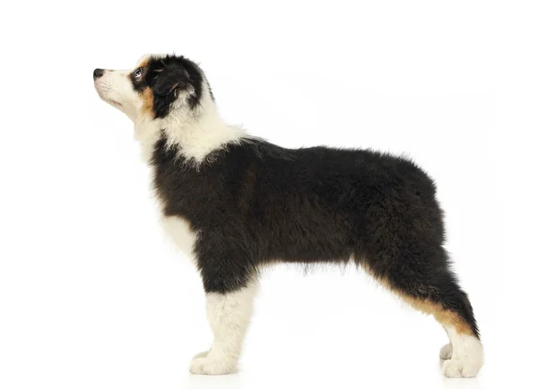 Puppy Australian Shepherd Standaard Wit Studio — Stockfoto