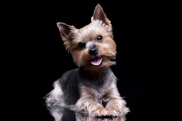 Strzał Studio Ładna Yorkshire Terrier Leżącego Czarnym Tle — Zdjęcie stockowe