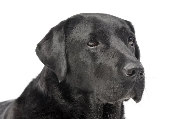 Retrato Adorable Labrador Retriever Plano Estudio Aislado Blanco — Foto de Stock