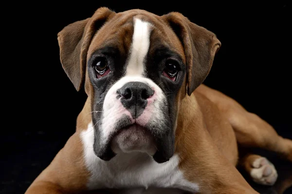 Çok Güzel Bir Boxer Köpek Atış Stüdyo Portre Siyah Izole — Stok fotoğraf