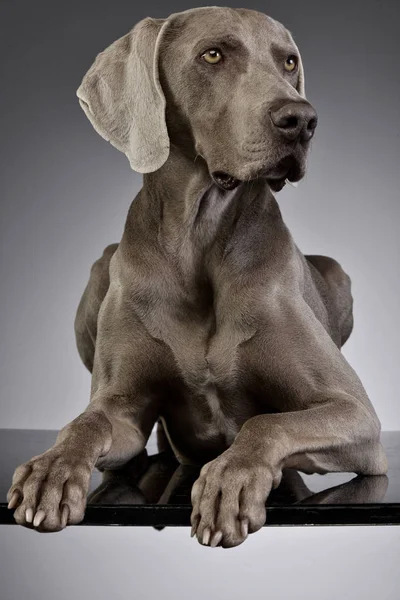 Estudio Adorable Weimaraner Tumbado Sobre Fondo Gris —  Fotos de Stock