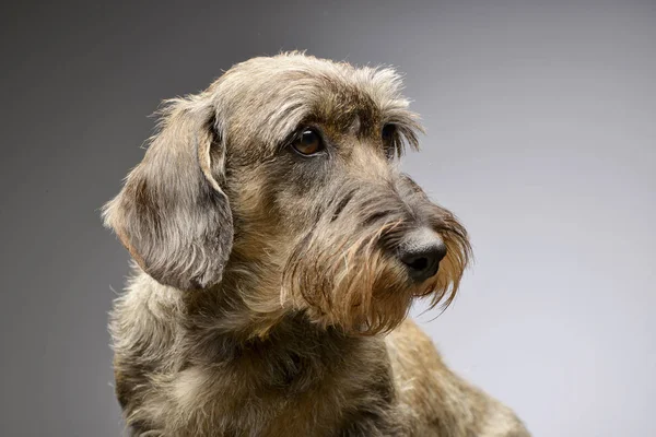 Retrato Adorável Dachshund Tiro Estúdio Isolado Cinza — Fotografia de Stock