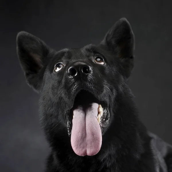 Black German Shepherd Studio Portrait Looking Funny Way — Stock Photo, Image