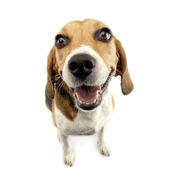 Amplio Ángulo Tiro Adorable Beagle Plano Estudio Aislado Blanco — Foto de Stock