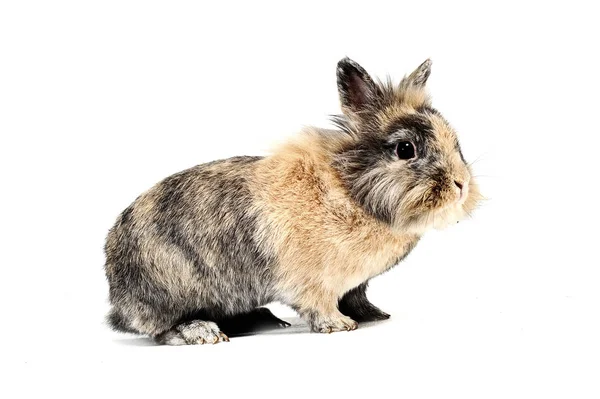 Кролик Белом Фоне — стоковое фото