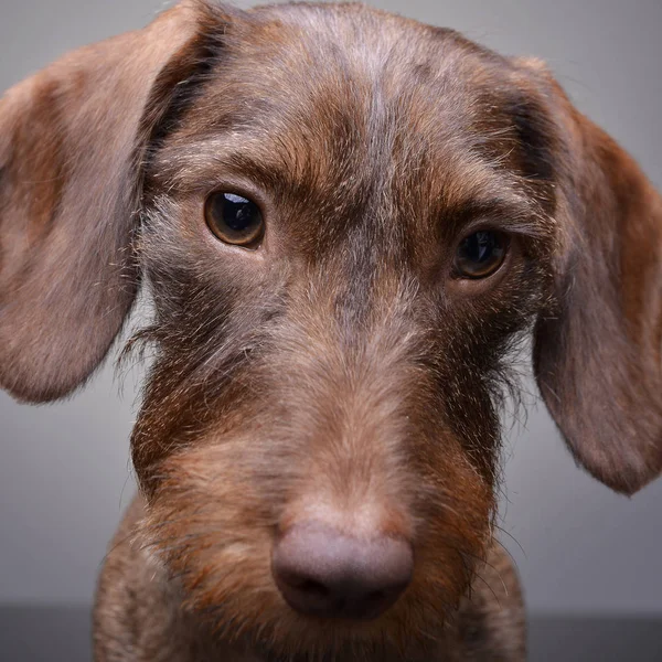 Retrato Lindo Cachorro Dachshund Plano Estudio Aislado Gris — Foto de Stock