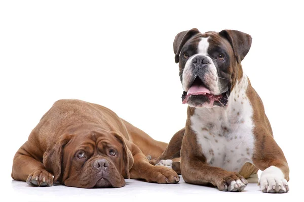 Estudio Adorable Dogue Bordeaux Boxeador Tumbado Sobre Fondo Blanco — Foto de Stock