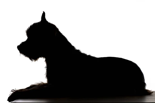 Silhouette Eines Niedlichen Yorkshire Terriers Studioaufnahme Isoliert Auf Weiß — Stockfoto