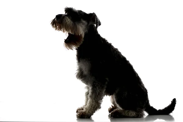 Plan Studio Adorable Schnauzer Miniature Assis Sur Fond Blanc — Photo