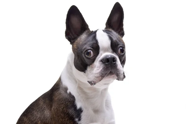 Retrato Adorável Boston Terrier Isolado Fundo Branco — Fotografia de Stock