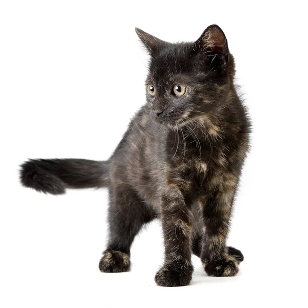 Studio Shot Cute Little Kitten Standing White Background — Stock Photo, Image