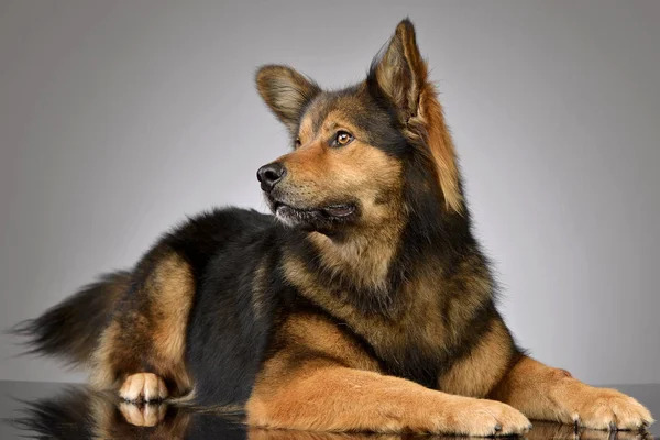 Studio Shot Van Een Schattig Gemengd Rashond Liggend Een Grijze — Stockfoto