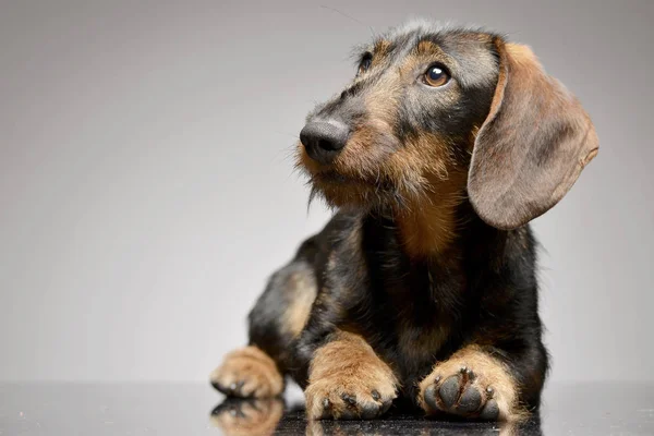 Estúdio Tiro Adorável Dachshund Deitado Sobre Fundo Cinza — Fotografia de Stock