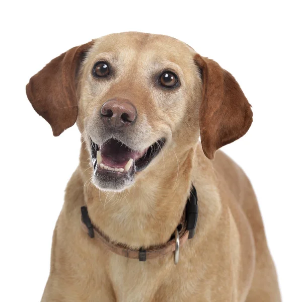 Retrato Perro Raza Mixta Adorable Aislado Sobre Fondo Blanco — Foto de Stock