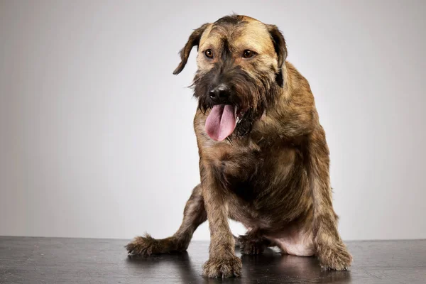 Studio Πυροβόλησε Ένα Αξιολάτρευτο Μικτή Φυλή Σκύλου Αναρτημένα Γλώσσα Απομονώνονται — Φωτογραφία Αρχείου