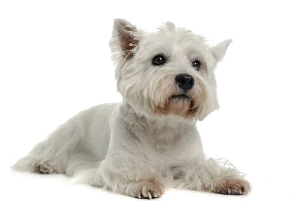 West Highland White Terrier Yaciendo Piso Del Estudio —  Fotos de Stock