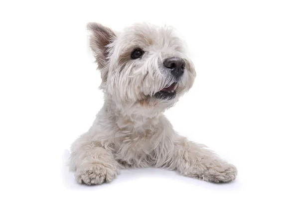 Estudio Adorable West Highland White Terrier Tumbado Sobre Fondo Blanco —  Fotos de Stock