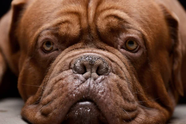 Portrait Adorable Dogue Bordeaux Studio Shot — Stock Photo, Image