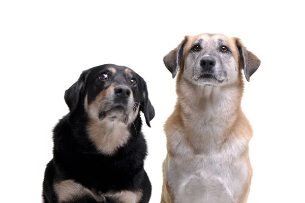 Estúdio Tiro Dois Cão Raça Mista Adorável Isolado Fundo Branco — Fotografia de Stock