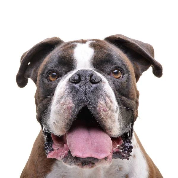 Retrato Boxer Adorável Isolado Fundo Branco — Fotografia de Stock