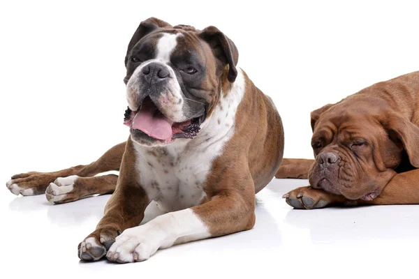 Estúdio Boxer Adorável Dogue Bordeaux Deitado Sobre Fundo Branco — Fotografia de Stock