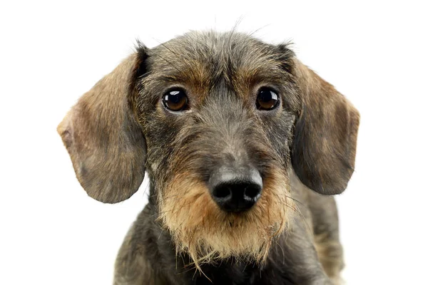 Fio Cabelo Dachshund Olhando Para Câmera — Fotografia de Stock