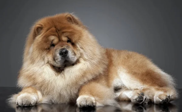 Chow Chow Estudio Fotografía Gris — Foto de Stock