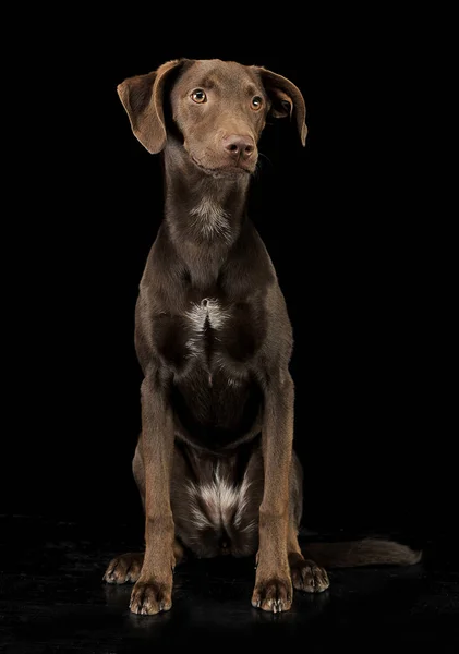 Смішні Вуха Змішаної Породи Коричневий Собака Сидить Чорному Студійному Фоні — стокове фото