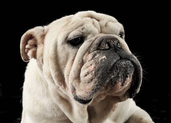 Retrato Boxer Estúdio Escuro Hoto — Fotografia de Stock