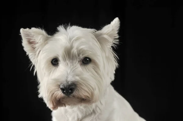 Δυτικά Highland Λευκού Σκύλου Πορτρέτο Στο Σκοτεινό Στούντιο — Φωτογραφία Αρχείου