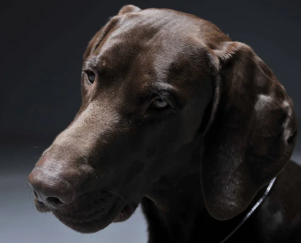 Deutsches Pointer Portrait Einem Dunklen Fotostudio — Stockfoto