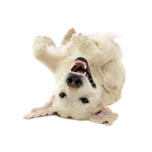 Happy Labrador Retriever Posando Estúdio Fotos Branco — Fotografia de Stock