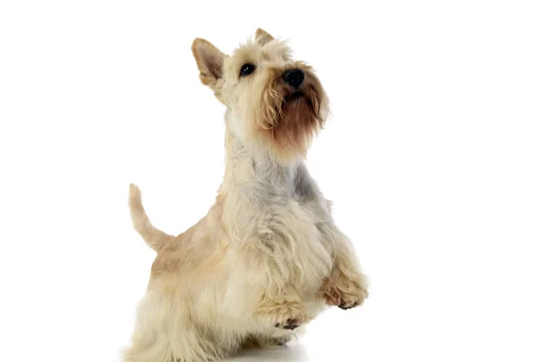 Estudio Adorable Terrier Escocés Pie Sobre Dos Patas Aislado Blanco — Foto de Stock