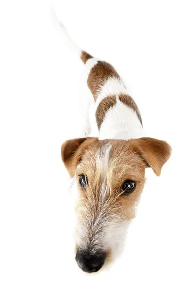 Estúdio Tiro Adorável Jack Russell Terrier Sobre Fundo Branco — Fotografia de Stock