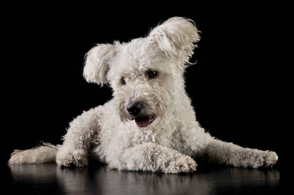 Encantador Mixedbreed Perro Blanco Acostado Sobre Fondo Negro — Foto de Stock