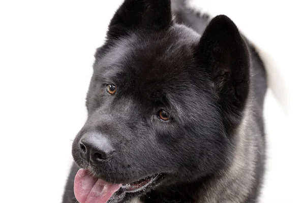 Portrait Une Adorable Akita Américaine Isolée Sur Fond Blanc — Photo