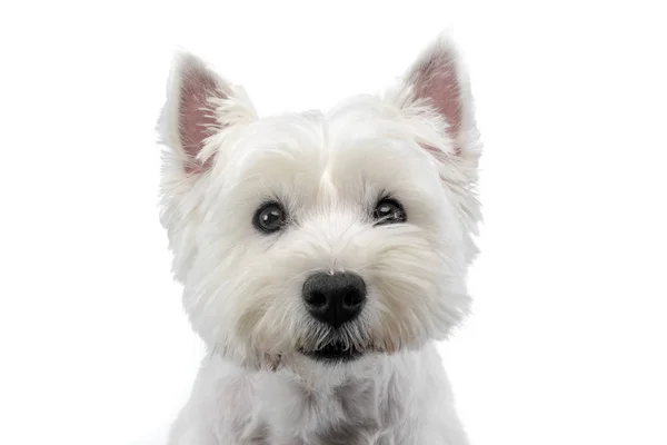 Białym Tle Portret Ładny West Highland White Terrier Cukinia — Zdjęcie stockowe