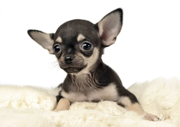Tatlı Köpek Chihuahua Portre Beyaz Arka Plan Studio — Stok fotoğraf