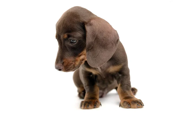 Adorável Cachorro Dachshund Waching Estúdio Branco — Fotografia de Stock