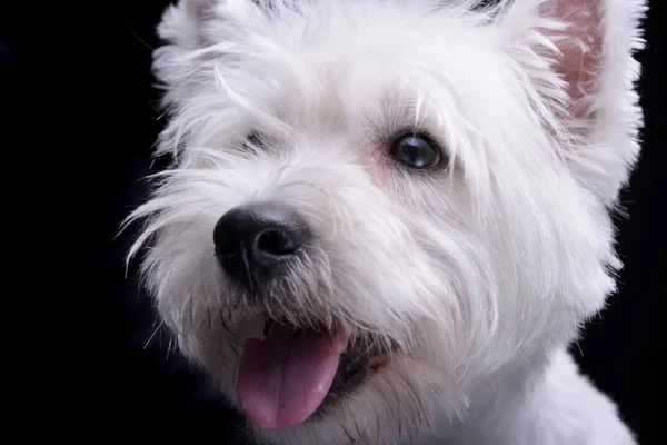 Πορτρέτο Του Ένα Αξιολάτρευτο Δυτικά Highland Λευκού Σκύλου Απομονωμένη Μαύρο — Φωτογραφία Αρχείου