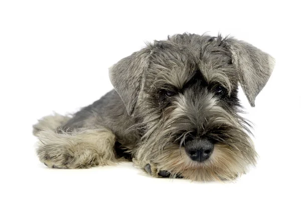 Filhote Cachorro Schnauzer Deitado Estúdio Fotos Branco — Fotografia de Stock