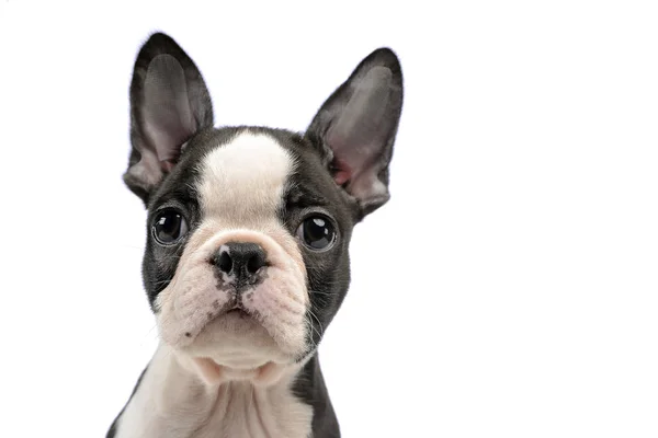 Valp Boston Terrier Porträtt Vit Fotostudio — Stockfoto