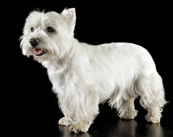 Oeste Planalto Branco Terrier Retratos Estúdio — Fotografia de Stock