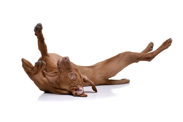 Studio Shot Adorable Hungarian Vizsla Magyar Vizsla Playing White Background — Stock Photo, Image