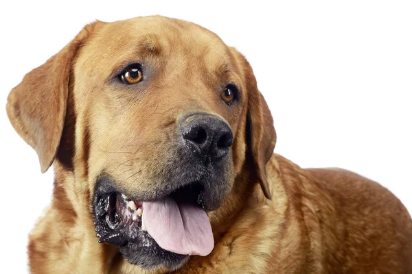 Labrador Retriever Portret Tle Studio — Zdjęcie stockowe